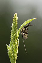 Green drake mayfly (Ephemera danica) resting on dew-covered grass, Rhodope Mountains, Bulgaria. June.