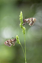 Two Southern festoon butterflies (Zerynthia polyxena), newly emerged adults, resting on grasses, near Bratsigovo, Bulgaria. May.