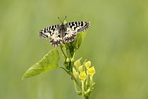 Southern festoon butterfly (Zerynthia polyxena), newly emerged adult, resting on Birthwort (Aristolochia clematitis), near Bratsigovo, Bulgaria. May.