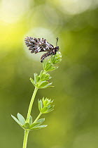 Southern festoon butterfly (Zerynthia polyxena) newly emerged adult, resting on Goosegrass, near Bratsigovo, Bulgaria. May.