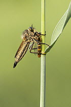 Robber fly (Stenopogon sp.) feeding on hoverfly prey, near Bratsigovo, Bulgaria. May.