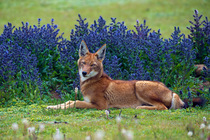 Ethiopian wolf (Canis simensis) resting on grass with flowering Rift Valley sage (Salvia merjamie) behind, Bale Mountains National Park, Ethiopia. The world's rarest species of wild canid, found only...
