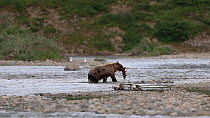 Brown bear (Ursus arctos) hunting Sockeye salmon (Oncorhynchus nerka) in a river. The bear catches a fish, takes it onto the gravel and then the animal begins to feed on it. Katmai national park, Alas...