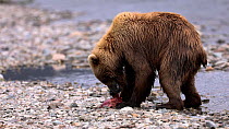 Brown bear (Ursus arctos) tearing and then eating the skin and flesh of a Sockeye salmon (Oncorhynchus nerka), Katmai national park, Alaska. August.