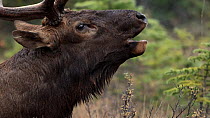 Elk (Cervus canadensis) bull bugling during the rut, Jasper National Park, Canada. September.