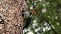 Pileated woodpecker (Dryocopus pileatus) male feeding his begging chicks at nest hole in tree, Florida, April.