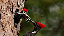 Pileated woodpecker (Dryocopus pileatus) male regurgitates food and then feeds one of his chicks at the nest hole, Florida. April.