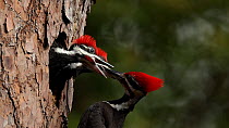 Pileated woodpecker (Dryocopus pileatus) male entering frame and landing on tree with nest hole. Then the bird feeds one of the chicks which is begging for food. Florida. April.