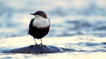 White-throated dipper (Cinclus cinclus) preening whilst standing on rock in river, Lucerne, Switzerland, January.