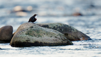 White-throated dipper (Cinclus cinclus) calling from rock in river whilst looking around, Lucerne, Switzerland, January.