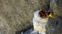 Great potter wasp (Delta unguiculatum) entering frame and adding material to nest entrance, Lucerne, Switzerland, June.