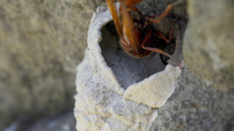 Great potter wasp (Delta unguiculatum) entering frame and building nest, Lucerne, Switzerland, June.