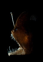 Murrays abyssal anglerfish (Melanocetus murrayi) head portrait, showing bioluminescent esca used to attract prey. The bioluminescence is produced by symbiotic bacteria; these bacteria are thought to e...