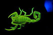 Scorpion (Pandinus sp.) fluorescing under ultraviolet light.