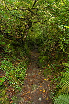 Holloway surrounded by temperate rainforest, Lustleigh Cleave, Dartmoor, Devon, UK. October.