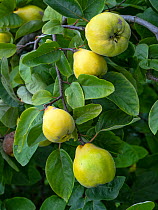 Ludovic quince (Cydonia oblonga) fruit on tree. September.