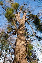 Mistletoe (Viscum album) parasitizing Carolina poplar (Populus x canadensis) tree, Wallington, Surrey, England. January.