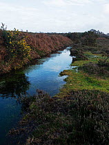 Remains of medieval ditch and bank system that would have been topped with a paling fence to enclose Lyndhurst Old Park, now filled with water in heathland, New Forest National Park, Hampshire, Englan...