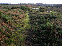 Remains of medieval ditch and bank system that would have been topped with a paling fence to enclose Lyndhurst Old Park in heathland, New Forest National Park, Hampshire, England, UK. December, 2023.