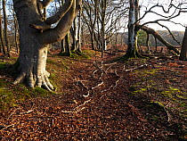 Medieval ditch and bank system that would have been topped with a paling fence to enclose Lyndhurst Old Park, New Forest National Park, Hampshire, England, UK. December, 2023.