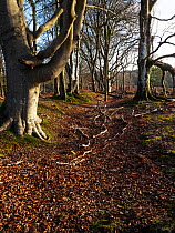 Remains of medieval ditch and bank system that would have been topped with a paling fence to enclose Lyndhurst Old Park in woodland, New Forest National Park, Hampshire, England, UK. December, 2023.
