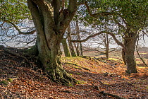 Remains of bank making up medieval park pale, a deer park boundary, surrounded by woodland, Lyndhurst, New Forest National Park, Hampshire, UK, December, 2023. Park pale dates back to year 1291.