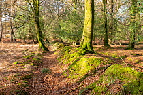 Remains of bank making up medieval park pale, a deer park boundary, covered in moss and surrounded by woodland, Lyndhurst, New Forest National Park, Hampshire, UK, December, 2023. Park pale dates back...