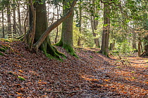 Remains of bank making up medieval park pale, a deer park boundary, surrounded by woodland, Lyndhurst, New Forest National Park, Hampshire, UK, December, 2023. Park pale dates back to year 1291.