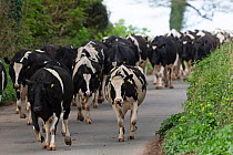 Holstein Friesian cow herd walking down road during droving, Devon, UK. April.