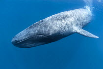 Pygmy blue whale (Balaenoptera musculus) at surface, before diving to forage on krill, Sri Lanka, Indian Ocean.