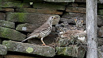Mistle thrush (Turdus viscivorus) adult eating the chick's fecal sac, before it flies out of the frame, North Pennines, Co Durham, England, UK. June.