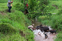 Baird's tapir (Tapirus bairdii) in stream surrounded by hunting dogs. Two local people standing on riverbank, one holding a rifle, called off the dogs mindful of the tapirs endangered status, Oax...