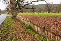 Park pale made up of internal ditch and a wooden fence, Moccas Park National Nature Reserve, Herefordshire, England, UK, December 2023. Fence made from cleft Oak wood.