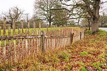 Park pale made up of internal ditch and a wooden fence, Moccas Park National Nature Reserve, Herefordshire, England, UK, December 2023. Fence made from cleft Oak wood.