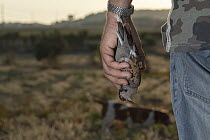 Close-up of Maltese hunter holding dead European turtle dove (Streptopelia turtur), with Maltese hunting dog behind, Siggiewi, Malta. September, 2020. Shot legally in autumn hunting season. Model rele...