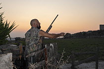 Maltese hunter holding a shotgun, looking out of hunting hide at dawn, pulling a wire to trigger tin cans to shake, flushing European turtle doves (Streptopelia turtur) from trees, Siggiewi, Malta. Se...