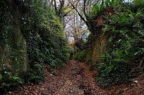 Shutes Lane holloway, Symondsbury, Dorset, England, UK, December 2023