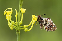 Southern festoon butterfly (Zerynthia polyxena) newly emerged adult, resting on its food plant, Birthwort (Aristolochia clematitis), near Bratsigovo, Bulgaria. May.