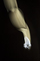 Falling white feather on black background, Bristol, UK. Digital composite.