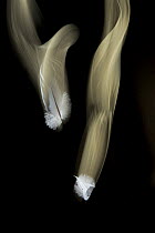 Two falling white feathers on black background, Bristol, UK. Digital composite.