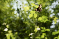 Speckled wood butterfly (Pararge aegeria) male in flight in woodland, Bristol, England, UK. May.