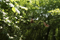 Two Speckled wood butterfly (Pararge aegeria) males chasing each other to defend territory in woodland, Bristol, England, UK, May.