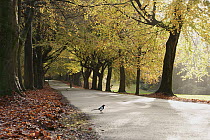Two Magpies (Pica pica) standing in avenue of Beech trees (Fagus sylvatica) with man walking down road, The Promenade, Clifton, Bristol, England, UK. November, 2022.