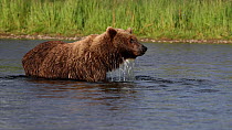 Brown bear (Ursus arctos) hunting Sockeye salmon (Oncorhynchus nerka) using the 'snorkeling' technique. The bear looks for fish by immersing its head in water. Katmai National Park, Alaska. August.