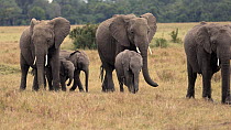 African bush elephant (Loxodonta africana) herd, adults and juveniles, walking through savannah grassland, Maasai Mara, Kenya, Africa. November. Endangered.