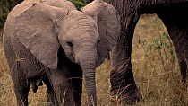 African bush elephant (Loxodonta africana) juvenile walking near adult. Then the animal stops and raises its trunk. Maasai Mara, Kenya, Africa. November. Endangered.