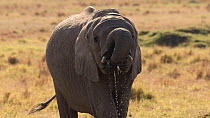 African bush elephant (Loxodonta africana) drinking, Maasai Mara, Kenya, Africa. November. Endangered.
