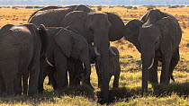 African bush elephant (Loxodonta africana) herd, adults and juveniles, drinking from a small pool, Maasai Mara, Kenya, Africa. November. Endangered.