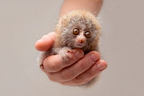 Greater slow loris (Nycticebus coucang) infant, aged 24 days, sitting in the palm of a hand, Endangered Primate Rescue Center, Cuc Phuong National Park, Vietnam. Captive, occurs in Indonesia and Malay...