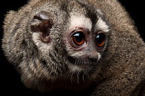 Colombian night monkey (Aotus griseimembra) head portrait, Houston Zoo. Captive, occurs in Colombia and Venezuela.